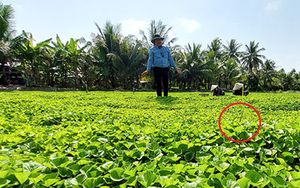 Ông nông dân lãi 1 tỷ đồng nhờ "bẻ lái" trồng thứ rau dại xưa chỉ cho trâu bò ăn