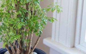 Trồng đinh lăng trong nhà có ý nghĩa gì về phong thuỷ?