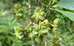 Việt Nam sở hữu loại cây ra hoa triệu đô đứng thứ 2 thế giới: Ấn Độ có bao nhiêu mua bấy nhiêu, chỉ rất ít quốc gia trồng được