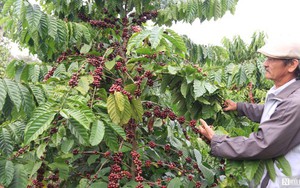 Bí quyết canh tác cà phê giúp gia đình ông giáo thu lợi hàng tỷ đồng mỗi năm