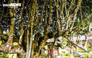 Ngắm cây chè Shan Tuyết cổ thụ 500 năm tuổi ở Yên Bái
