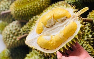 Không riêng bầu Đức, một DN cao su trên sàn cũng chuyển hướng trồng chuối và sầu riêng: Quý 4/2023 lần đầu tiên bán được sầu riêng “1 vốn 6 lời”