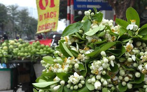 Hoa bưởi đầu mùa giá tới nửa triệu đồng/kg vẫn hút khách Hà Thành