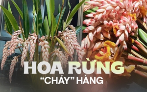 Loài hoa rừng tượng trưng cho sự đủ đầy, cứ dịp sau Tết là hút khách ầm ầm, dân buôn không cần đăng cũng hết