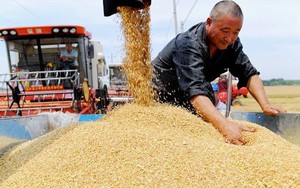 Bê bối vỡ lở ở Trung Quốc: Lúa cao 2 mét và lúa trồng nước biển hóa ra chỉ là "bánh vẽ", không thần kỳ như lời quảng bá