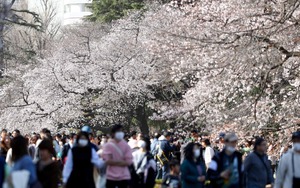 Hoa anh đào ở Nhật Bản bung nở sớm bất thường, du khách thích thú nhưng là dấu hiệu tiêu cực không thể coi nhẹ