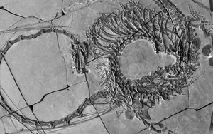 Các nhà khoa học chính thức tiết lộ hóa thạch của loài 'rồng' Trung Quốc!