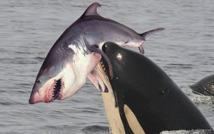 Tại sao cá voi sát thủ chỉ ăn gan của cá mập trắng lớn?