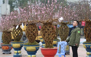 Đào bện thành bình, phủ kín rêu đắt khách ở Hà Tĩnh
