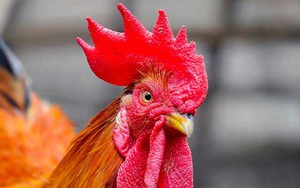 Tại sao mâm cúng Giao thừa bắt buộc phải có gà, mà thường là gà trống thiến?