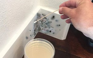 Trời nồm khiến một thứ độc gấp 68 lần so với thạch tín sinh sôi: 3 thứ sau chính là "thiên địch"