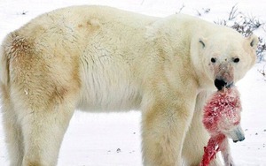 Biến đổi khí hậu đang khiến gấu Bắc Cực phải ăn thịt lẫn nhau!