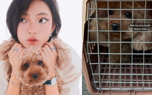 Nỗi buồn ngày 27 Tết của Châu Bùi: Nghẹn ngào chia sẻ cún cưng gặp tai nạn trên chuyến bay về Hà Nội