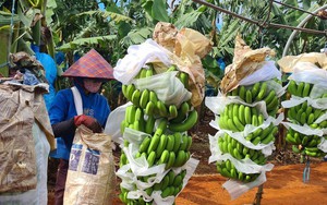 Xuất khẩu rau quả có thể đạt mốc 6,5 tỷ USD