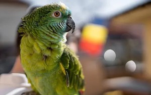 Bùng phát dịch sốt vẹt ở 5 nước châu Âu, 5 người thiệt mạng
