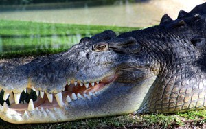 Cá sấu nước mặn là loài cá sấu lớn nhất và có lực cắn mạnh nhất trên Trái Đất