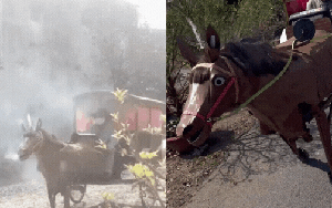 Chú ngựa nóng nhất cõi mạng: Không nhanh nhưng khiến ai cũng phải ngoái nhìn, phì khói như trong phim tiên hiệp