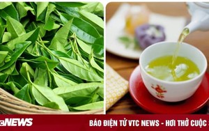 Uống nước chè tươi có tác dụng gì với sức khoẻ?