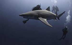 Cá mập không thường cắn người như chúng ta nghĩ