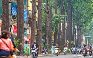 Hà Nội: Hàng cây sao đen trăm tuổi trên phố Lò Đúc