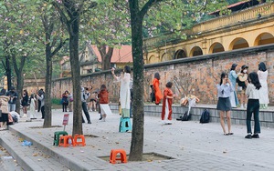 Hoa ban tím "mất mùa", dân tình phải mang cả... ghế nhựa theo để đứng lên chụp ảnh cho đẹp