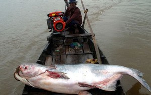 1/5 loài cá ở sông Mê Kông có nguy cơ tuyệt chủng
