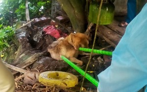 Chó dại cắn 13 học sinh và 1 thầy giáo ở Quảng Ninh