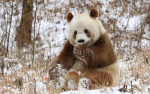 Các nhà khoa học Trung Quốc khám phá bí mật di truyền của gấu trúc nâu