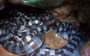 Sự thật về ‘ổ rắn độc nhất thế giới’ bất ngờ xuất hiện ở đảo Phú Quý