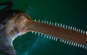Vì sao cá mỏ răng cưa đối mặt với nguy cơ tuyệt chủng?