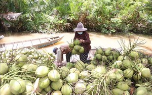 Lần đầu tiên Dừa được 'tôn' là cây kinh tế chủ lực chạm mốc 1 tỷ USD xuất khẩu, 'đại gia' 40 triệu lít nước dừa được 'bơm' thêm vốn xanh