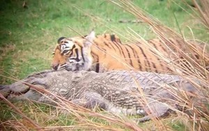 Đàn hổ phục kích sát hại, ăn thịt cá sấu