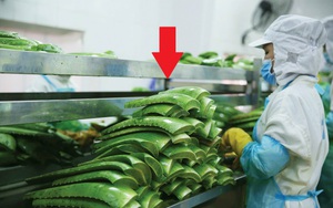 Chỉ bán topping trong trà sữa, một doanh nghiệp Việt báo lãi hơn 3 tỷ mỗi tháng, hơn 20 quốc gia đặt mua