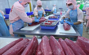 Sản phẩm cá ngừ được xuất khẩu sang 80 thị trường