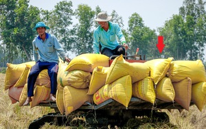 Lợi nhuận sau kiểm toán biến động chưa từng thấy, tập đoàn nổi tiếng về lúa gạo giải trình ra sao?