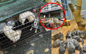 Từ vụ cô gái nuôi 19 chú chó bị đuổi khỏi chung cư: Hội yêu thú cưng cũng không bênh nổi
