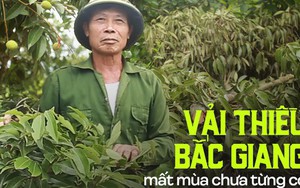 Người dân Bắc Giang bất lực vì vải thiều mất mùa: "Chưa năm nào tôi thấy đáng sợ như năm nay"