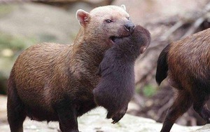 Với mặt gấu, miệng cáo, chân có màng và răng giống mèo, liệu Bush dog có thực sự là một loại chó?