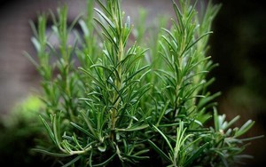 Những loại lá giúp cơ thể thơm ngát như dùng nước hoa