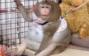 Chú khỉ béo nhất Thái Lan qua đời vì căn bệnh liên quan đến béo phì