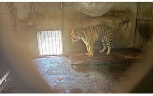 Sốc: 20 xác hổ trong tủ đông ở vườn thú Trung Quốc