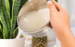 Có nên dùng nước vo gạo tưới cây trực tiếp?