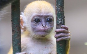 Chú khỉ con ở Thảo Cầm Viên có gì đặc biệt mà gây "sốt" mạng xã hội?