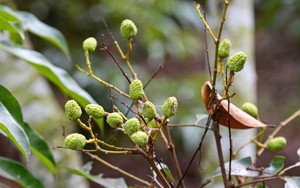 Mùa vải buồn ở Bắc Giang, mất nghìn tỷ đồng vì cây  ‘chột’ hoa