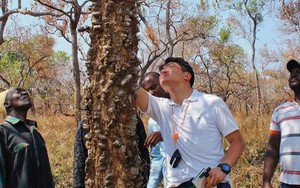 Loại gỗ hiếm có bậc nhất thế giới: Mất 200 năm mới trưởng thành, khó chế tác, giá hơn 300 triệu/m3 nhưng nguồn cung lúc nào cũng trong tình trạng cháy hàng