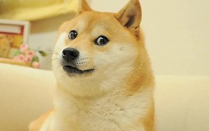Chú chó gắn liền với meme "Doge" qua đời