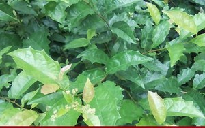 Xạ đen có tác dụng gì?
