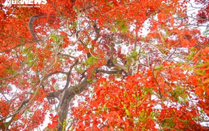 Sắc màu hoa phượng rực rỡ quanh đồi A1 ở Điện Biên