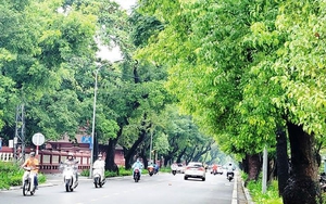 Thêm 3 tỉnh bị Bộ Công an yêu cầu cung cấp tài liệu về dự án cây xanh, danh sách ngày càng dài