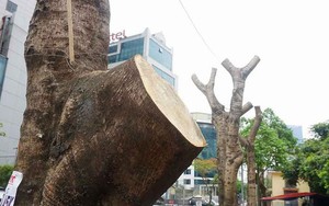 Cận cảnh hàng loạt cây xanh lâu năm bị cắt trụi cành, chặt rễ quanh gốc